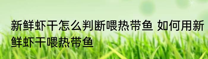 新鲜虾干怎么判断喂热带鱼 如何用新鲜虾干喂热带鱼