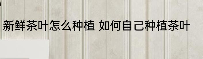 新鲜茶叶怎么种植 如何自己种植茶叶