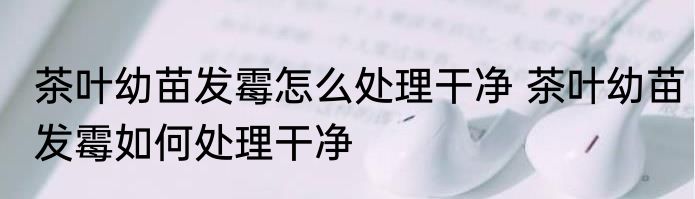 茶叶幼苗发霉怎么处理干净 茶叶幼苗发霉如何处理干净