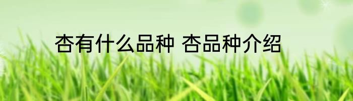 杏有什么品种 杏品种介绍