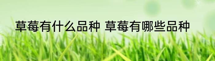 草莓有什么品种 草莓有哪些品种