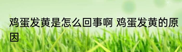 鸡蛋发黄是怎么回事啊 鸡蛋发黄的原因