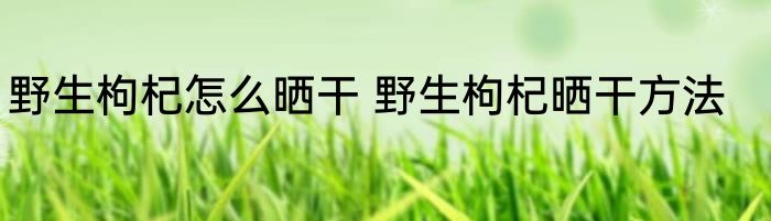 野生枸杞怎么晒干 野生枸杞晒干方法