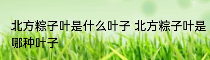 北方粽子叶是什么叶子 北方粽子叶是哪种叶子