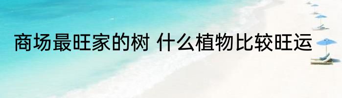 商场最旺家的树 什么植物比较旺运