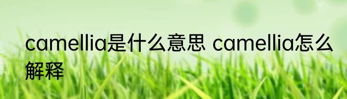 camellia是什么意思 camellia怎么解释
