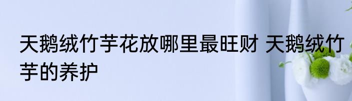 天鹅绒竹芋花放哪里最旺财 天鹅绒竹芋的养护