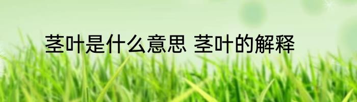 茎叶是什么意思 茎叶的解释