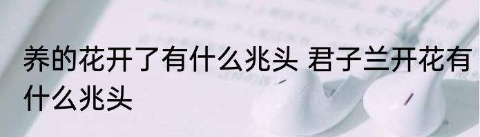 养的花开了有什么兆头 君子兰开花有什么兆头