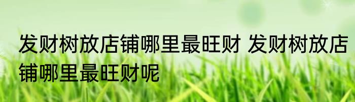 发财树放店铺哪里最旺财 发财树放店铺哪里最旺财呢