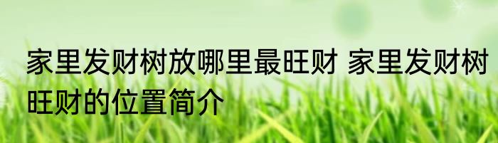 家里发财树放哪里最旺财 家里发财树旺财的位置简介