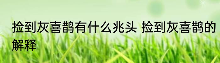 捡到灰喜鹊有什么兆头 捡到灰喜鹊的解释