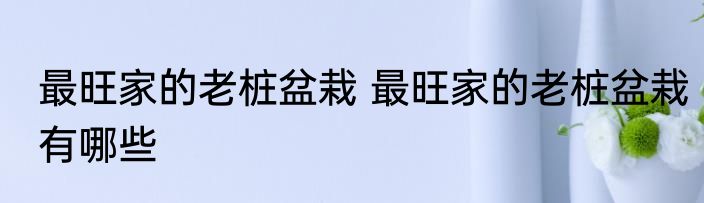 最旺家的老桩盆栽 最旺家的老桩盆栽有哪些