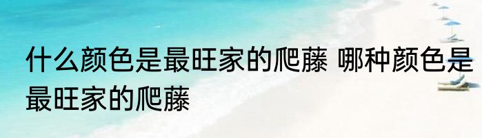 什么颜色是最旺家的爬藤 哪种颜色是最旺家的爬藤