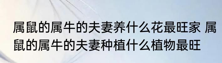 属鼠的属牛的夫妻养什么花最旺家 属鼠的属牛的夫妻种植什么植物最旺