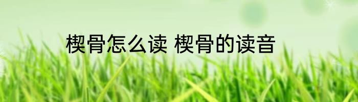 楔骨怎么读 楔骨的读音