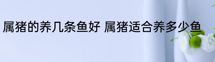 属猪的养几条鱼好 属猪适合养多少鱼