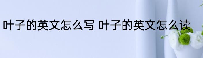 叶子的英文怎么写 叶子的英文怎么读