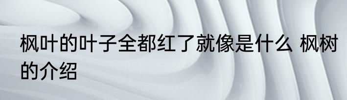 枫叶的叶子全都红了就像是什么 枫树的介绍