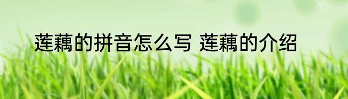 莲藕的拼音怎么写 莲藕的介绍