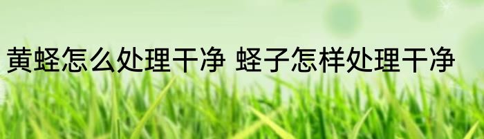 黄蛏怎么处理干净 蛏子怎样处理干净