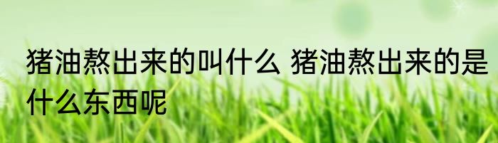 猪油熬出来的叫什么 猪油熬出来的是什么东西呢