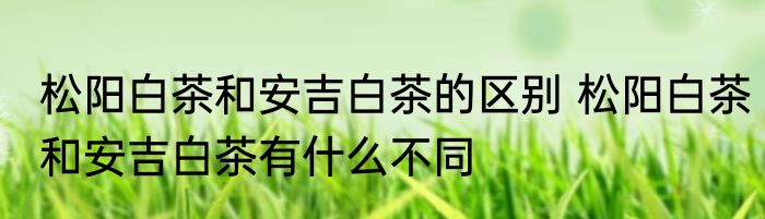 松阳白茶和安吉白茶的区别 松阳白茶和安吉白茶有什么不同