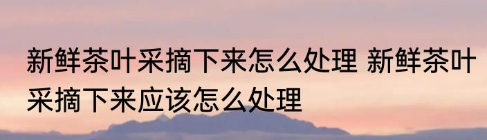 新鲜茶叶采摘下来怎么处理 新鲜茶叶采摘下来应该怎么处理