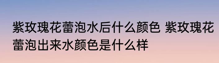 紫玫瑰花蕾泡水后什么颜色 紫玫瑰花蕾泡出来水颜色是什么样