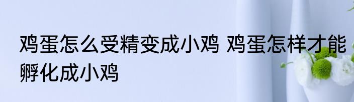 鸡蛋怎么受精变成小鸡 鸡蛋怎样才能孵化成小鸡