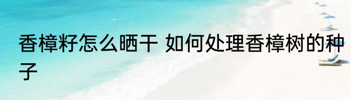 香樟籽怎么晒干 如何处理香樟树的种子