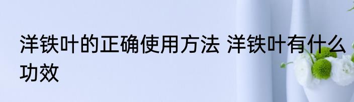 洋铁叶的正确使用方法 洋铁叶有什么功效