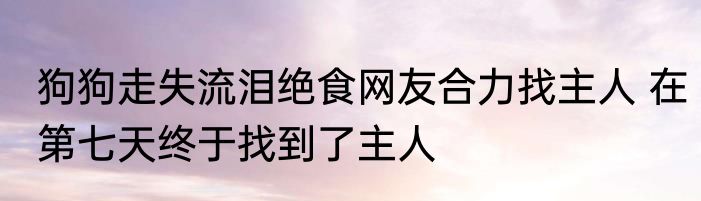 狗狗走失流泪绝食网友合力找主人 在第七天终于找到了主人