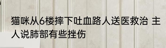 猫咪从6楼摔下吐血路人送医救治 主人说肺部有些挫伤