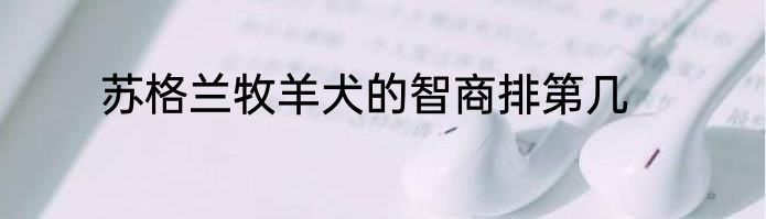 苏格兰牧羊犬的智商排第几