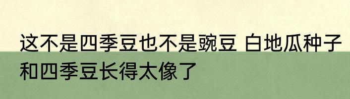 这不是四季豆也不是豌豆 白地瓜种子和四季豆长得太像了