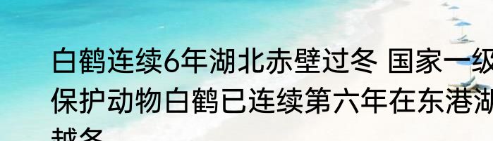 白鹤连续6年湖北赤壁过冬 国家一级保护动物白鹤已连续第六年在东港湖越冬