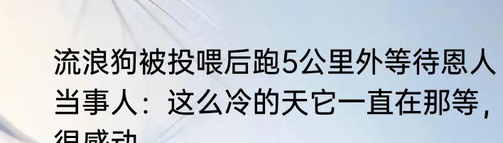 流浪狗被投喂后跑5公里外等待恩人 当事人：这么冷的天它一直在那等，很感动