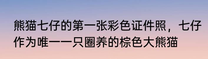 熊猫七仔的第一张彩色证件照，七仔作为唯一一只圈养的棕色大熊猫