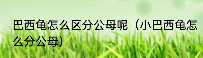 巴西龟怎么区分公母呢（小巴西龟怎么分公母）