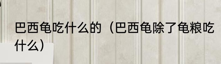 巴西龟吃什么的（巴西龟除了龟粮吃什么）