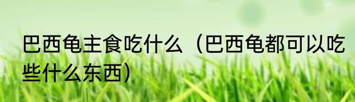 巴西龟主食吃什么（巴西龟都可以吃些什么东西）