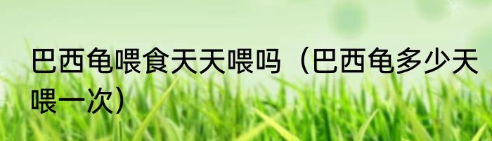 巴西龟喂食天天喂吗（巴西龟多少天喂一次）