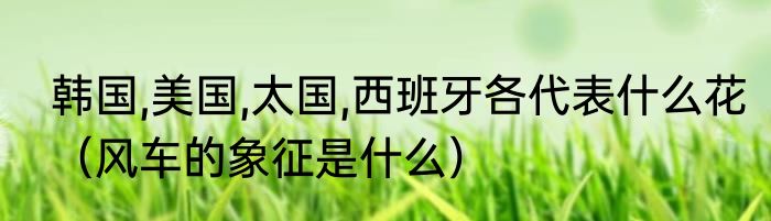 韩国,美国,太国,西班牙各代表什么花（风车的象征是什么）