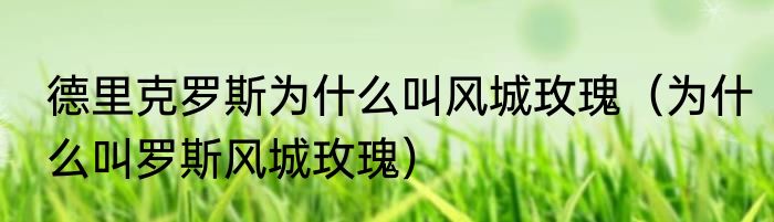德里克罗斯为什么叫风城玫瑰（为什么叫罗斯风城玫瑰）