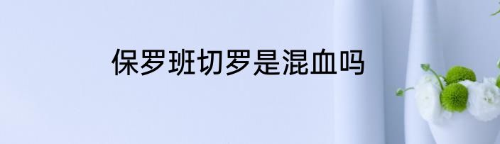 保罗班切罗是混血吗