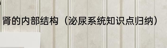 肾的内部结构（泌尿系统知识点归纳）