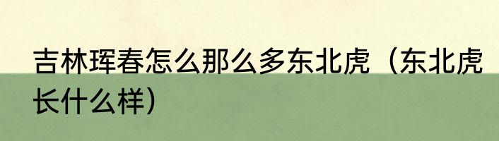 吉林珲春怎么那么多东北虎（东北虎长什么样）