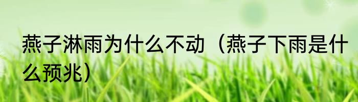 燕子淋雨为什么不动（燕子下雨是什么预兆）