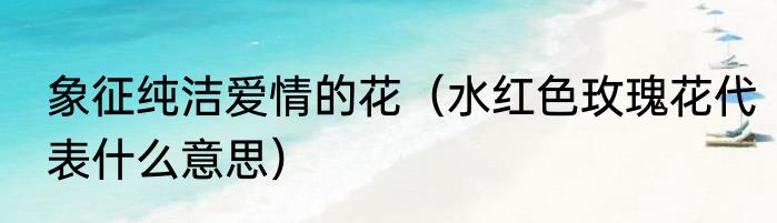 象征纯洁爱情的花（水红色玫瑰花代表什么意思）